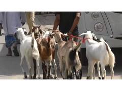 
      
      Goats fall ill due to intense summer heat ahead of Eid
      
      