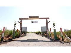 
      
      Namo Van: Million trees transform Gujarat’s Morbi
      
      