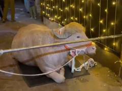
      
      ‘Trump lookalike’ buffalo draws crowds in Bangladesh ahead of Eid
      
      