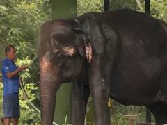 
      
      Nandankanan Zoological Park protects elephants amid heatwave
      
      