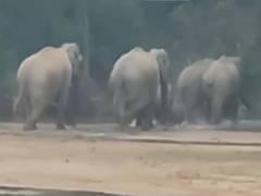 
      
      Herd of 22 elephants hold fort in Ramanujganj forest
      
      