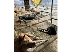 
      
      LOKI Animal Shelter Helps Rescue Over 3000 Injured Animals 
      
      