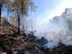 
      
      Himachal forest fires under control despite 232 incidents: PCCF
      
      