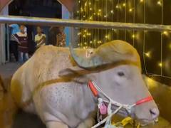 
      
      Bangladesh’s ‘Trump’ buffalo spared from Eid sacrifice
      
      