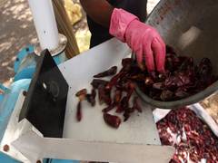 
      
      Rajkot: Gujarat farmers adopt scientific chilli nursery farming
      
      
