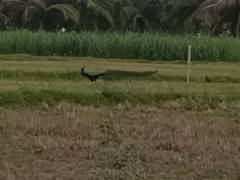 
      
      Peacocks migrate to farmlands in Tamil Nadu’s Tirupattur as habit
      
      