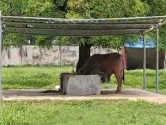 
    Visitors flock to Dhaka Zoo to see Bangladesh’s viral sensation
    