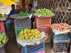 
      
      Malihabad Dussehri season begins
      
      