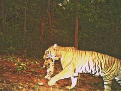 
      
      Tigress 'Jinath' gives birth to four cubs in Similipal: Odisha CM
      
      