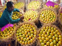 
      
      Premium Indian mangoes head to global markets
      
      