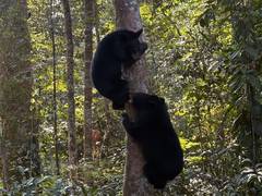 
      
      Orphaned Asiatic black bears released in Dehing Patkai
      
      