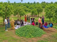 
      
      Jharkhand's Aamrapali mangoes reach UK markets, says Piyush Goyal
      
      