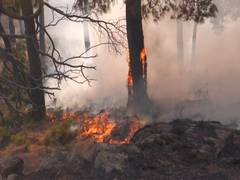 
      
      J-K: Fire breaks out in Udhampur's Dabbar area
      
      