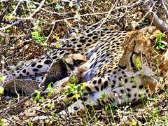 
      
      MP: Indian-born female cheetah dies during treatment in Palpur
      
      