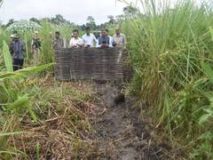 
      
      15 more pygmy hogs return to their historical home in Manas...
      
      