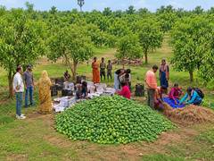 
      
      APEDA facilitates first export of fresh Mangoes from Jharkhand...
      
      