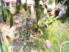 
      
      Ayodhya farmer grows world's most expensive mango in home garden
      
      