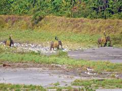 
      
      Assam's first dedicated Grass Nursery inaugurated in Manas Park
      
      