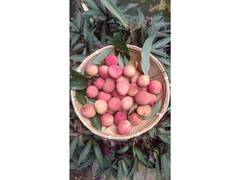 
      
      Piyush Goyal hails export of GI-tagged Tezpur litchi to Dubai
      
      
