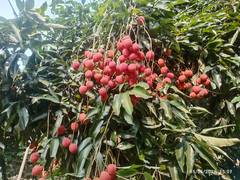 
      
      APEDA facilitates first export of GI-tagged Tezpur Litchi from As
      
      