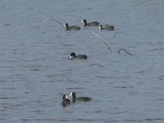 
      
      Common Coots draw bird watchers to Thoothukudi wetlands
      
      