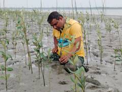 
      
      20,000 geo-tagged mangroves flourish in Sundarbans under Green In
      
      
