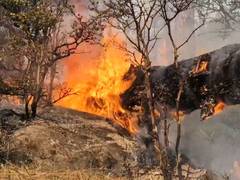 
      
      J-K: Udhampur battles persistent forest fires amid heatwave
      
      