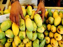 
      
      Nepal clarifies: No ban on Indian mango imports
      
      