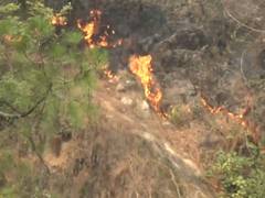 
      
      J-K: Forest fire erupts in hills near Katra, firefighting ongoing
      
      