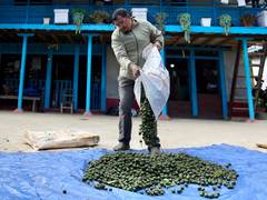 
    Nepal: Prosperity meets peril as Rudraksha farmers chase Chinese
    