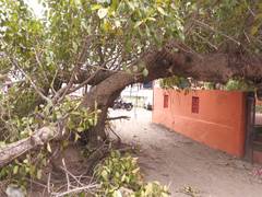 
      
      J-K: Udhampur storm uproots peepal tree, collapses mobile tower;
      
      