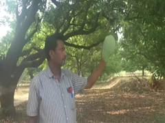 
      
      Meet the Noorjahan mango: Up to 5 kg in weight, Rs 3,000 in price
      
      