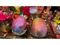 
      
      Japan's rare 'Miyazaki' mango offered to Lord Ram
      
      