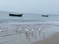 
      
      Red seaweed carpets Thoothukudi beach
      
      