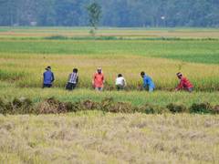 
      
      Strengthening El Nino weighs on kharif sowing;pulses acreage fall
      
      