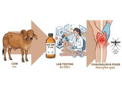 
      
      Roorkee scientists identify antiviral compounds in Ayurvedic cow
      
      