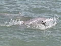 
      
      Shivrajpur and Poshitra dolphin sites recognised as ‘best spots'
      
      