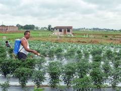 
      
      Weak start to monsoon seen clouding Kharif season outlook: Report
      
      