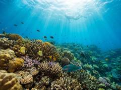 
      
      Havelock Island Draws More First-Time Scuba Divers
      
      
