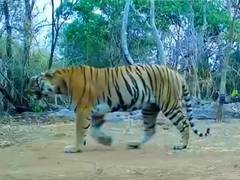 
      
      Tigress spotted in Udanti-Sitanadi Tiger Reserve after 8 years
      
      