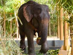 
      
      Elephant ‘Maniki’ to be treated at Vantara
      
      