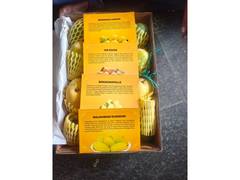 
      
      Nitin Nabin gifts four varieties of mangoes to foreign envoys
      
      