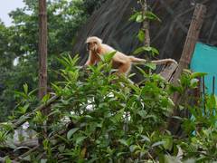 
      
      Seven rescued Golden Langurs released back: Assam Forest Minister
      
      