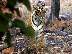 
      
      Ranthambore to host international tiger week 2026
      
      
