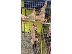 
      
      DRI busts wildlife trafficking racket in Andhra’s Srikakulam
      
      