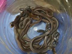 
      
      Odisha: 30 baby cobras rescued from beneath wood-apple tree
      
      
