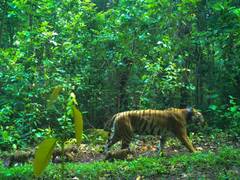 
      
      Tigress Zeenat takes walk with growing cubs at Similipal Reserve
      
      