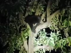 
      
      Maharashtra: Bear strays into Khalid Bin Walid Nagar area in Buld
      
      