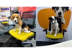 
      
      Pets Are Shaping Workplace Culture at Mars Pet Nutrition India
      
      