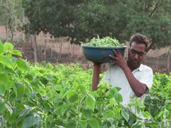 
      
      Double profit: Dahod farmer’s natural farming success
      
      